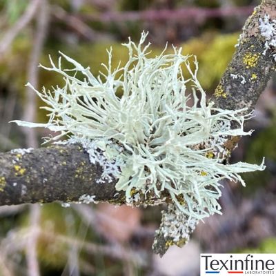 Lichen